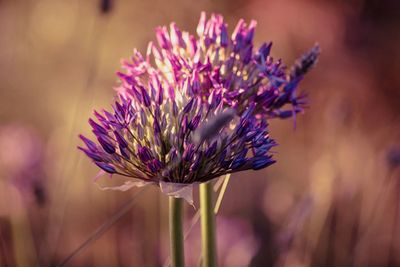 Close-up of purple thistle