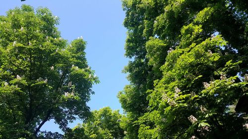 Low angle view of trees against sky