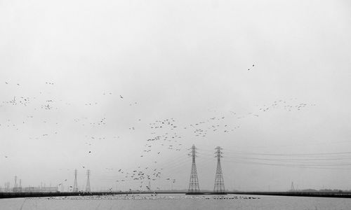 Birds flying over sea against clear sky