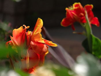 Close-up of red flowering plant