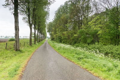 Empty road amidst trees