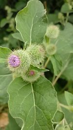 Close-up of plant