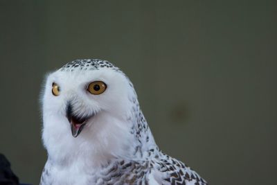 Close-up of owl looking away