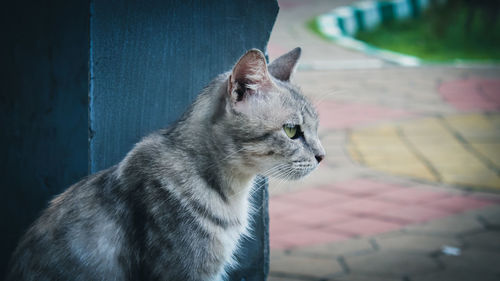 A cat looking away