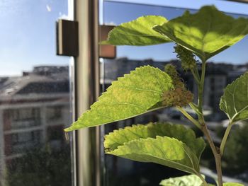 Close-up of green leaves on plant against building