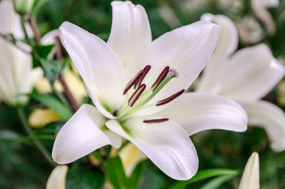 Close-up of white flower