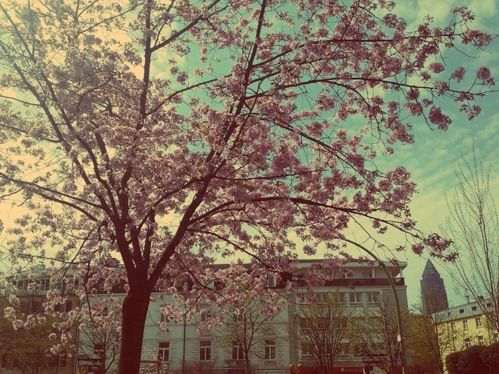 tree, building exterior, architecture, built structure, branch, growth, city, house, residential building, nature, bare tree, residential structure, building, sky, flower, low angle view, outdoors, day, tree trunk, no people