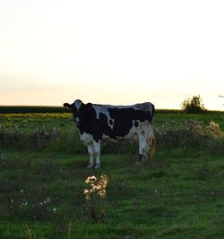 Cow standing on field against sky