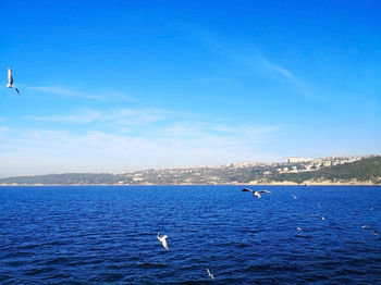 Seagull flying over sea against blue sky