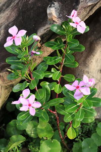 Close-up of pink flowers blooming outdoors