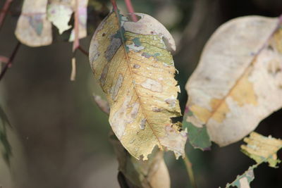 Close-up of dry autumn leaf