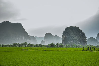 Scenic view of field against sky