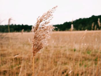 Close-up of wheat growing on field