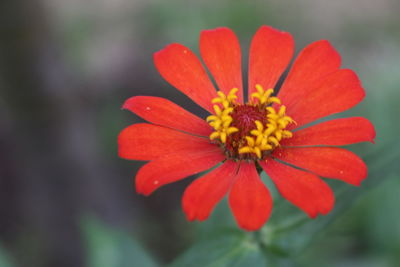 Close-up of orange flower