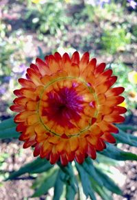 Close-up of flower blooming outdoors