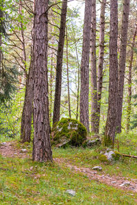 Pine trees in forest