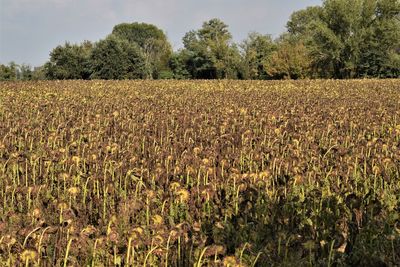 Crops growing on field against sky