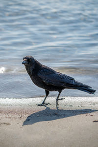 View of bird on beach