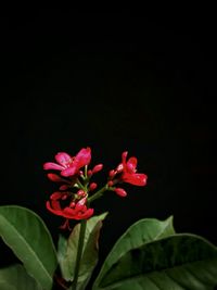 Close-up of pink flowers blooming outdoors