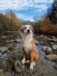 Dogs in river 