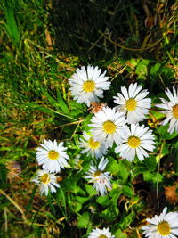 Close-up of white daisy flowers on field