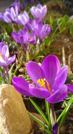 Close-up of purple flowers