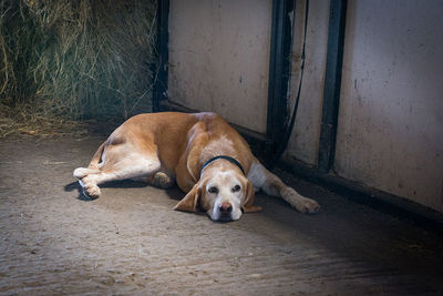 Sad dog lying on footpath