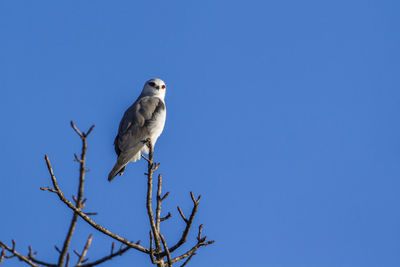 Low angle view of bird perching on branch against blue sky