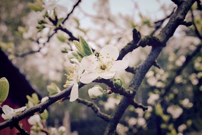 Close-up of white flowers blooming on tree