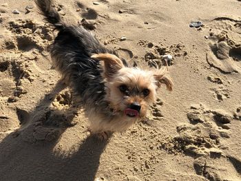 High angle view of dog on beach