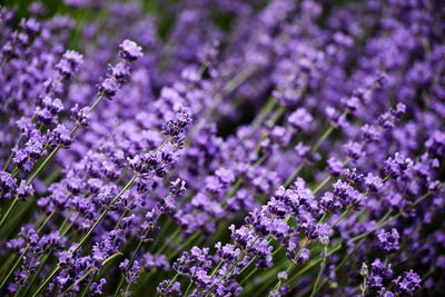 High angle view of lavenders blooming on field