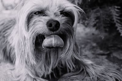 Close-up portrait of dog