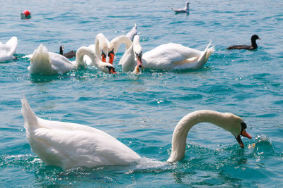 Swans swimming in pool
