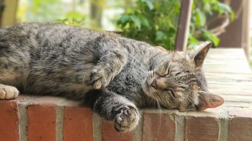 Close-up of cat sleeping on retaining wall