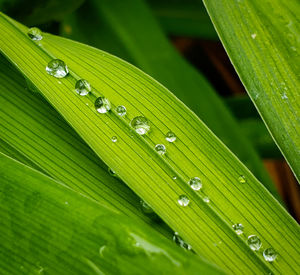 Close-up of raindrops on green leaves during rainy season