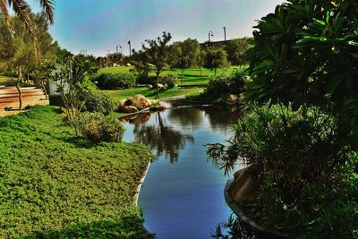 Reflection of trees in pond at park