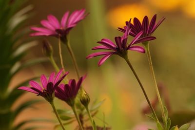 Close-up of pink flowers growing outdoors