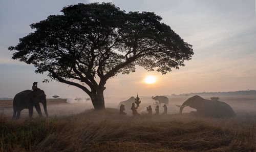 View of horses on field during sunset