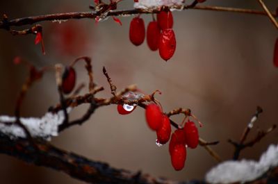 Close-up of red berries on branch