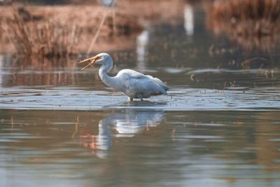 Side view of a bird in water