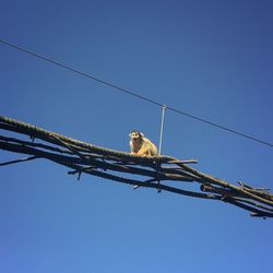 Low angle view of bird perching on cable against blue sky