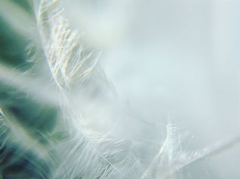 Full frame shot of feather