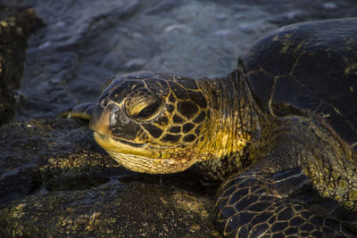 Close-up of tortoise in water