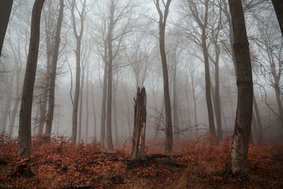 Trees in forest