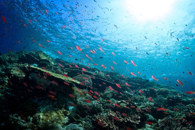 Fish swimming in sea