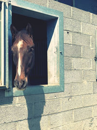 View of an animal in stable