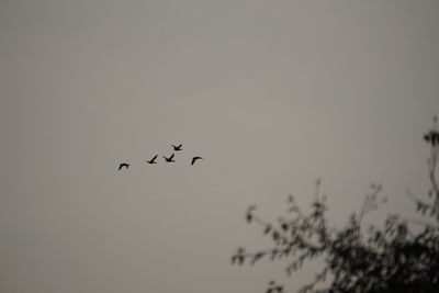 Low angle view of birds flying in sky