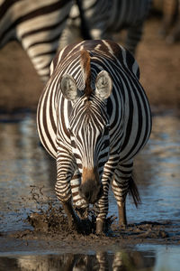 Plains zebra splashes through puddle towards camera