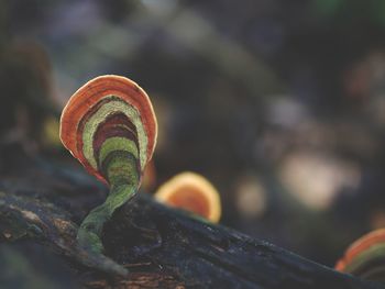 Close-up of a mushroom