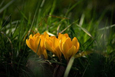 Close-up of yellow crocus flowers on field